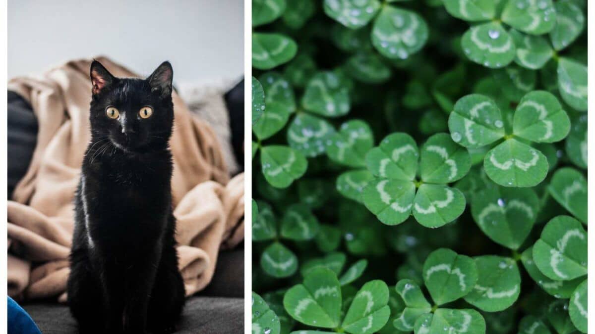Prénoms et superstitions: Croyances et légendes populaires associées à la signification des prénoms